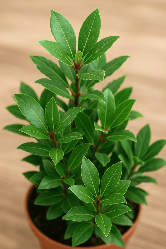 planta de laurel en maceta,repelente natural contra mosquitos