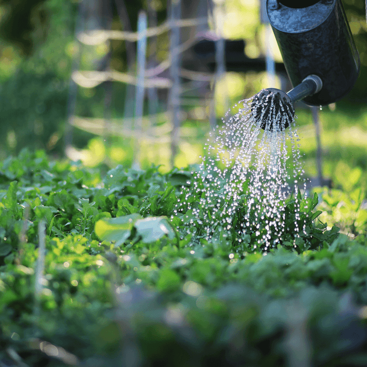 abonos productos plantas prot-eco