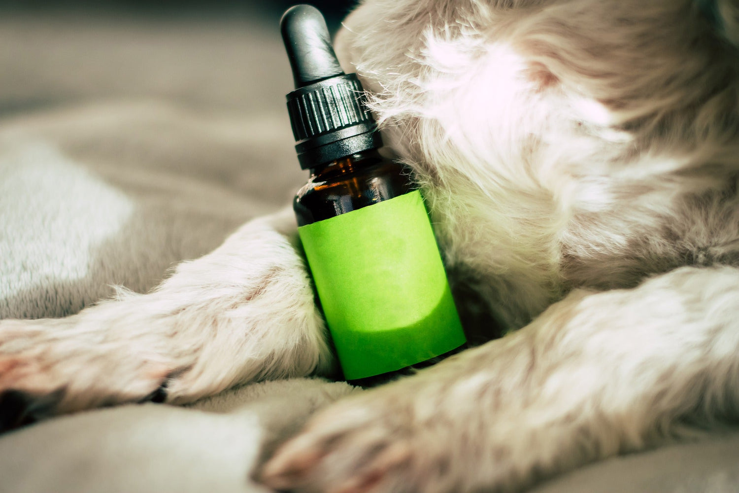 Aceites CBD Mascotas