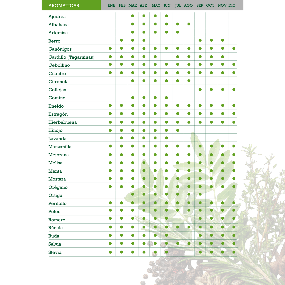 Albahaca Ancha Genovesa