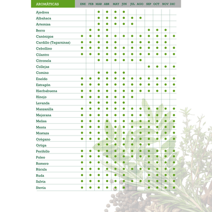 Albahaca Ancha Genovesa