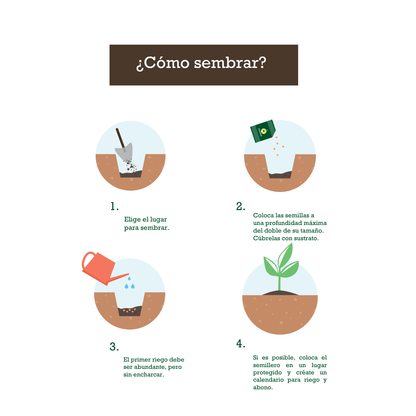 Albahaca Ancha Genovesa