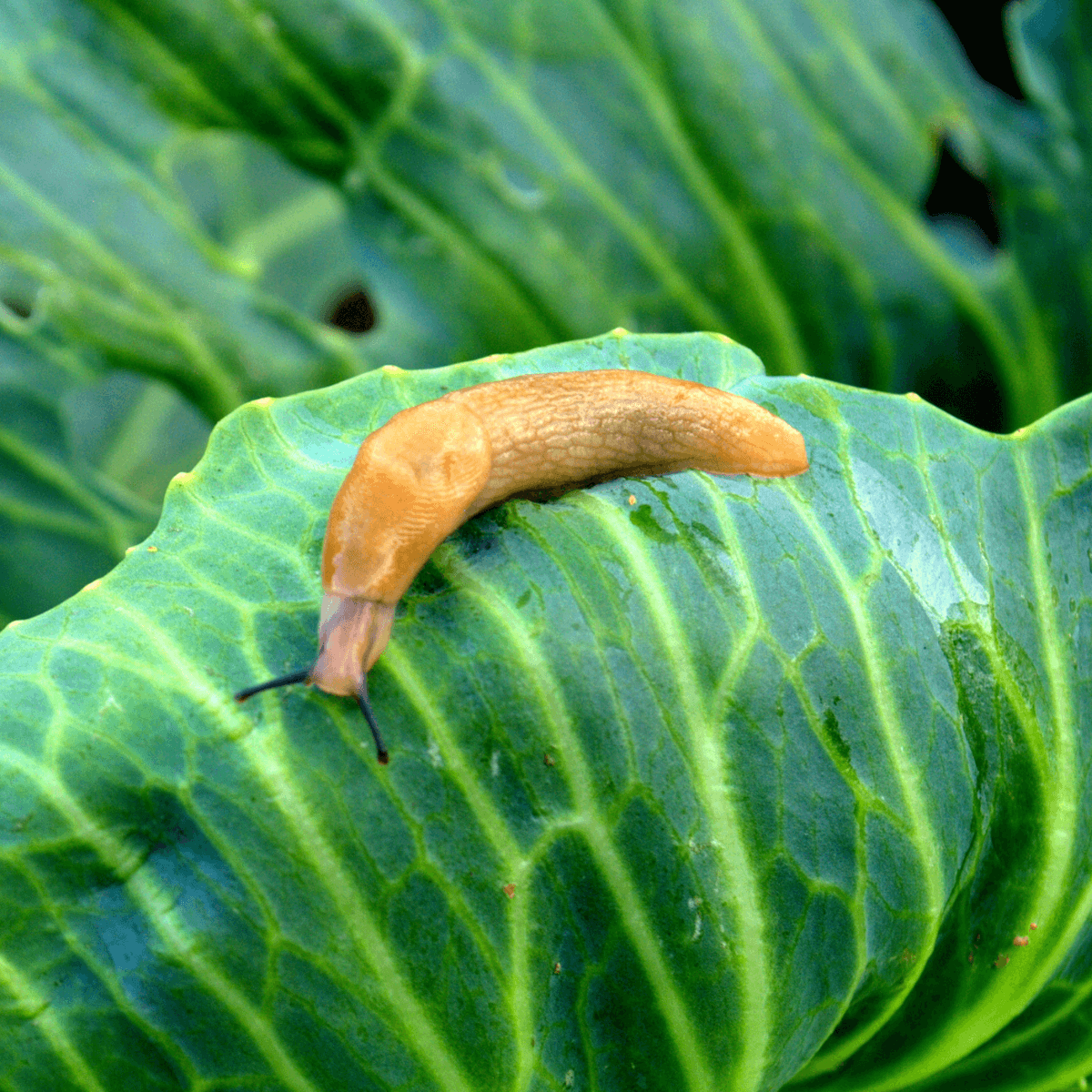 Babosa naranja alimentándose de una hoja de planta , plaga común que Snailprot controla de forma ecológica