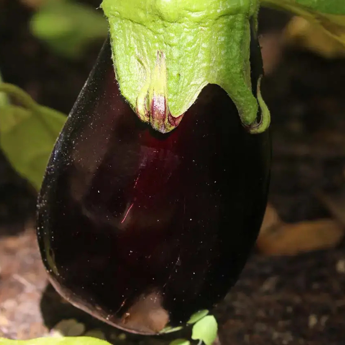 planta de berenjena cultivada con kit grow me kitchen