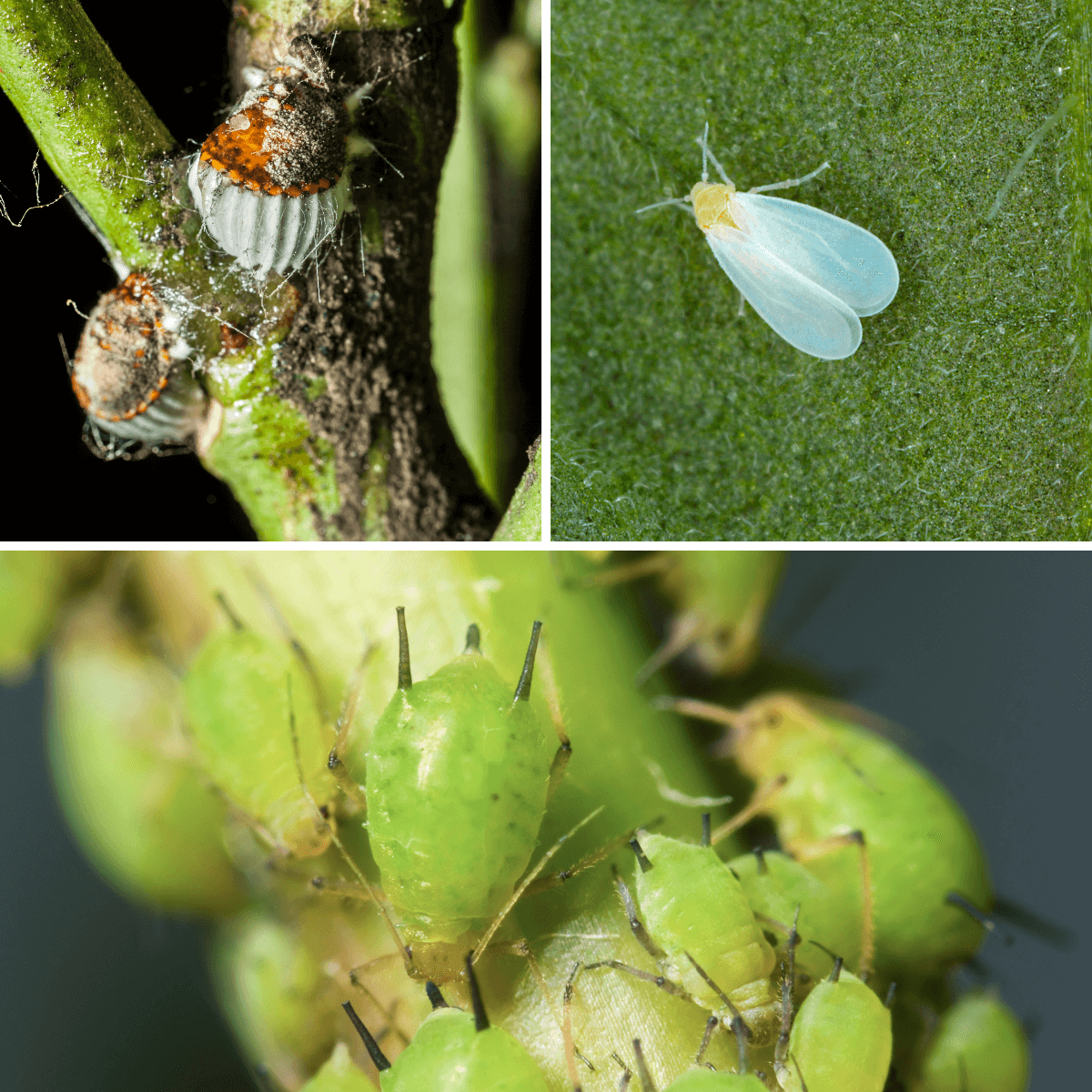 Bio Neem PROT-ECO / Ecological Solution for Pests in Plants, Orchards and Gardens.