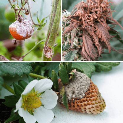 Botryprot PROT-ECO / Ecological Treatment against Botrytis and Gray Rot in Plants