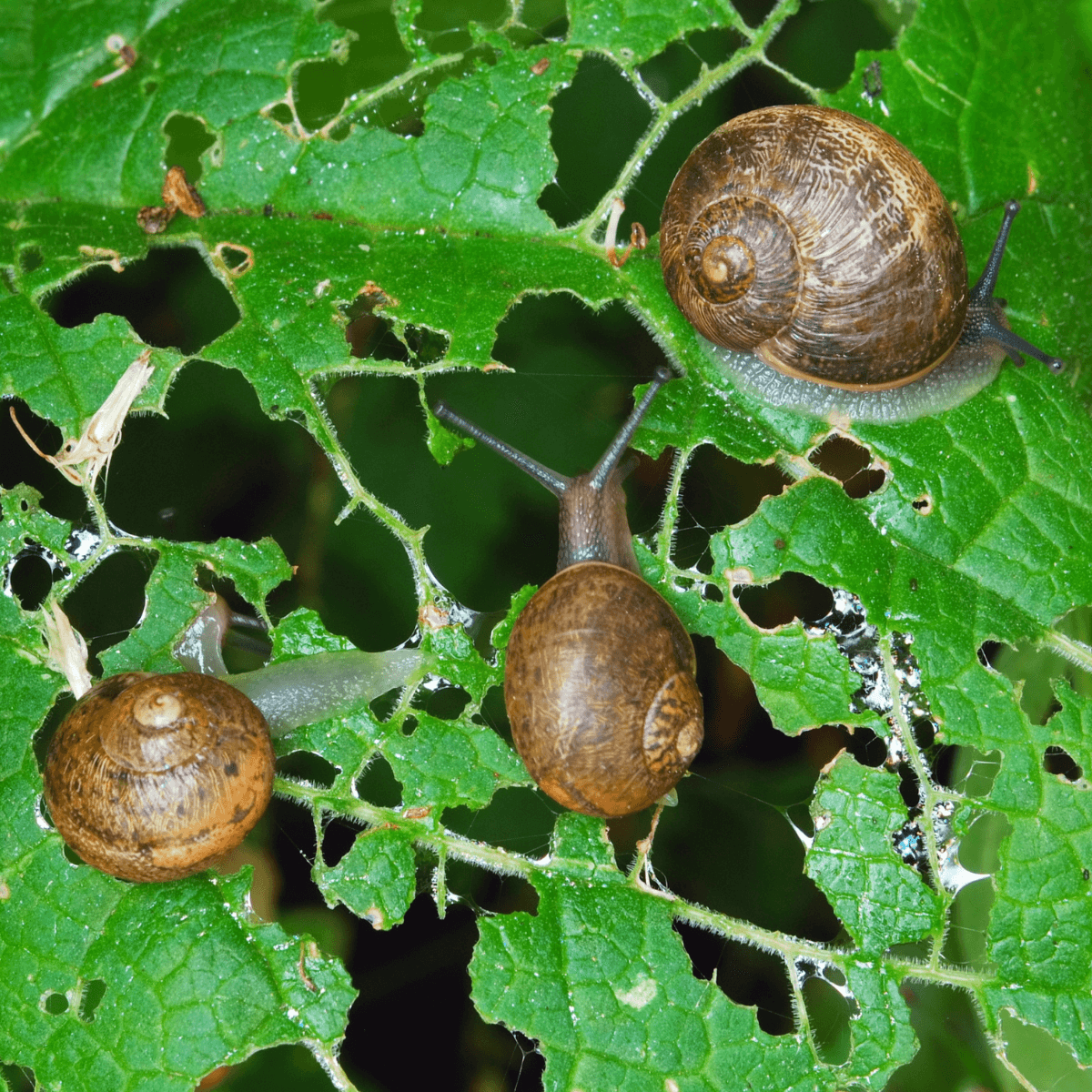 Caracoles comiendo hojas y causando agujeros en las plantas ,daño que Snailprot ayuda a evitar