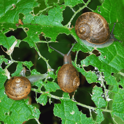 Caracoles comiendo hojas y causando agujeros en las plantas ,daño que Snailprot ayuda a evitar