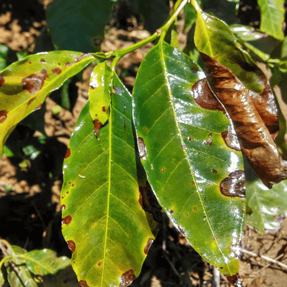 Copperprot PROT-ECO / Corrector ecológico de carencias de cobre y control de enfermedades