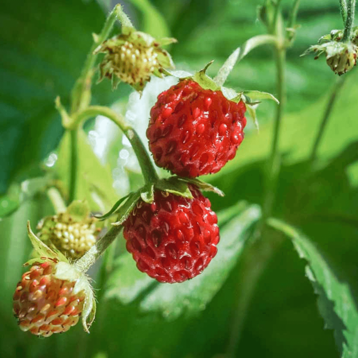 planta de fresas del bosque cultivada en casa con kit grow me