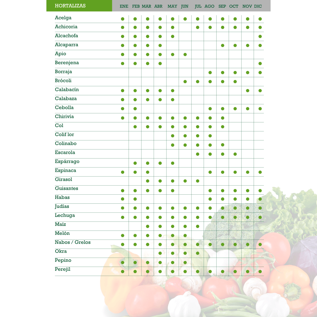 Courgettes génoises vert clair
