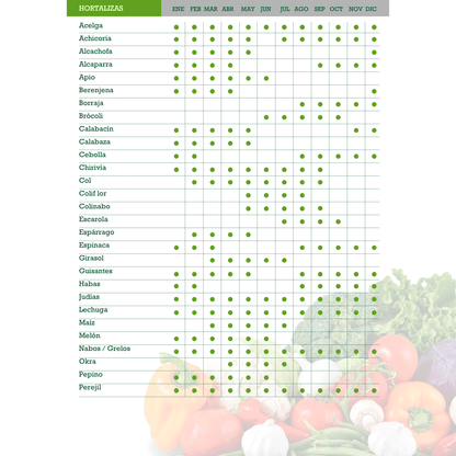 Courgettes génoises vert clair