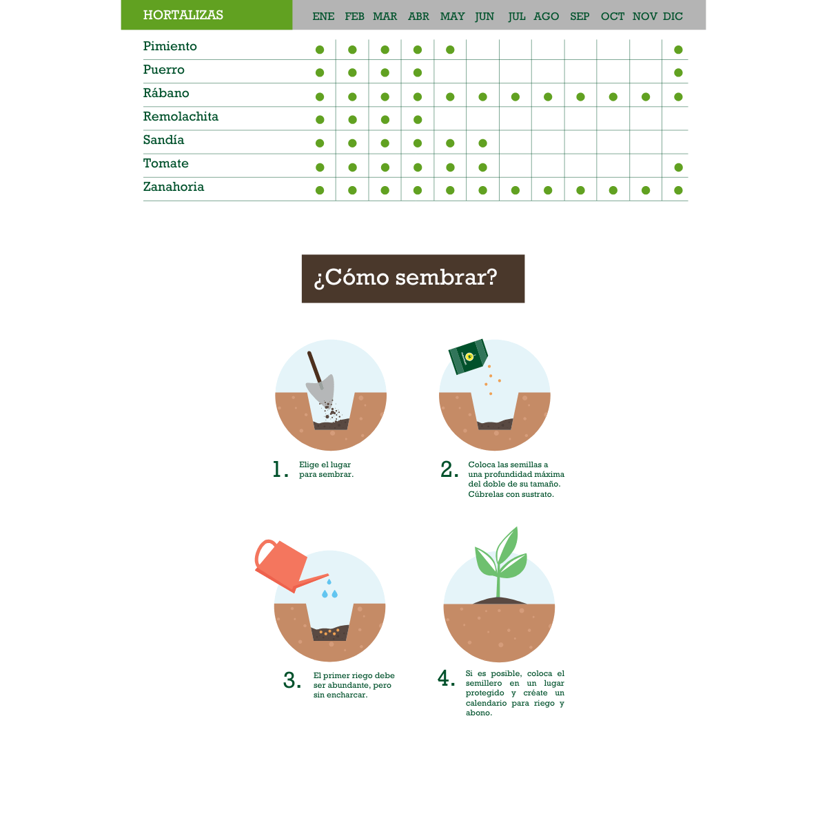 Courgettes génoises vert clair