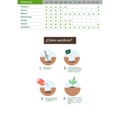 Courgettes génoises vert clair