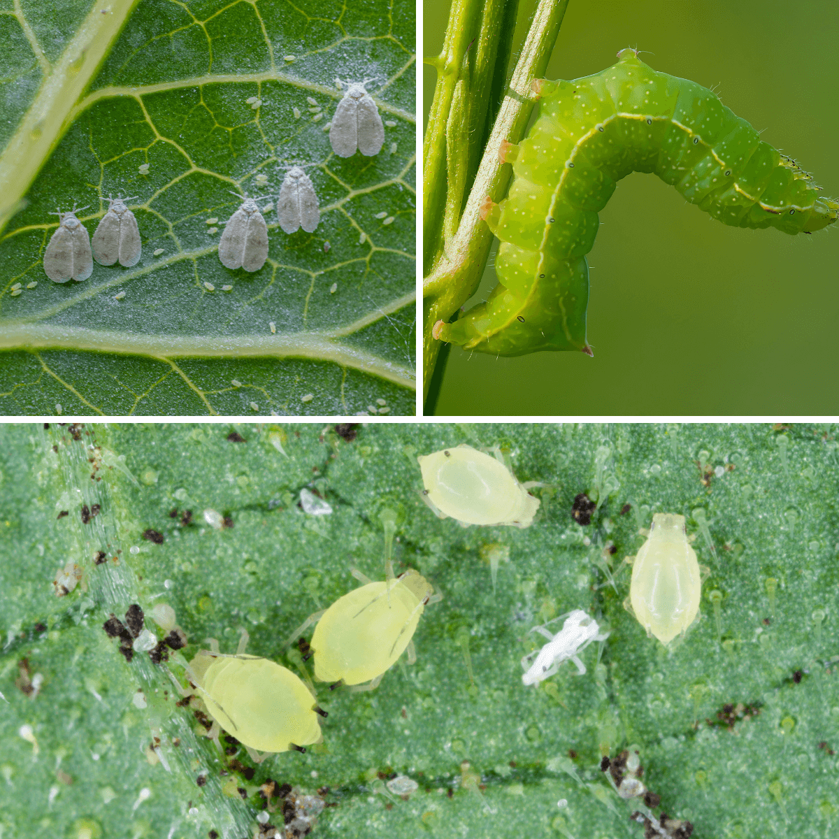 Mobet PROT-ECO / Ecological Potassium Soap for Plants against Aphids, Mealybugs and Whiteflies