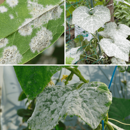 Oidioprot Prot-eco / Ecological control of powdery mildew in gardens, orchards and crops.