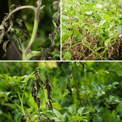 🌱 Phytoprot Max – Organic root protection and vigorous rooting