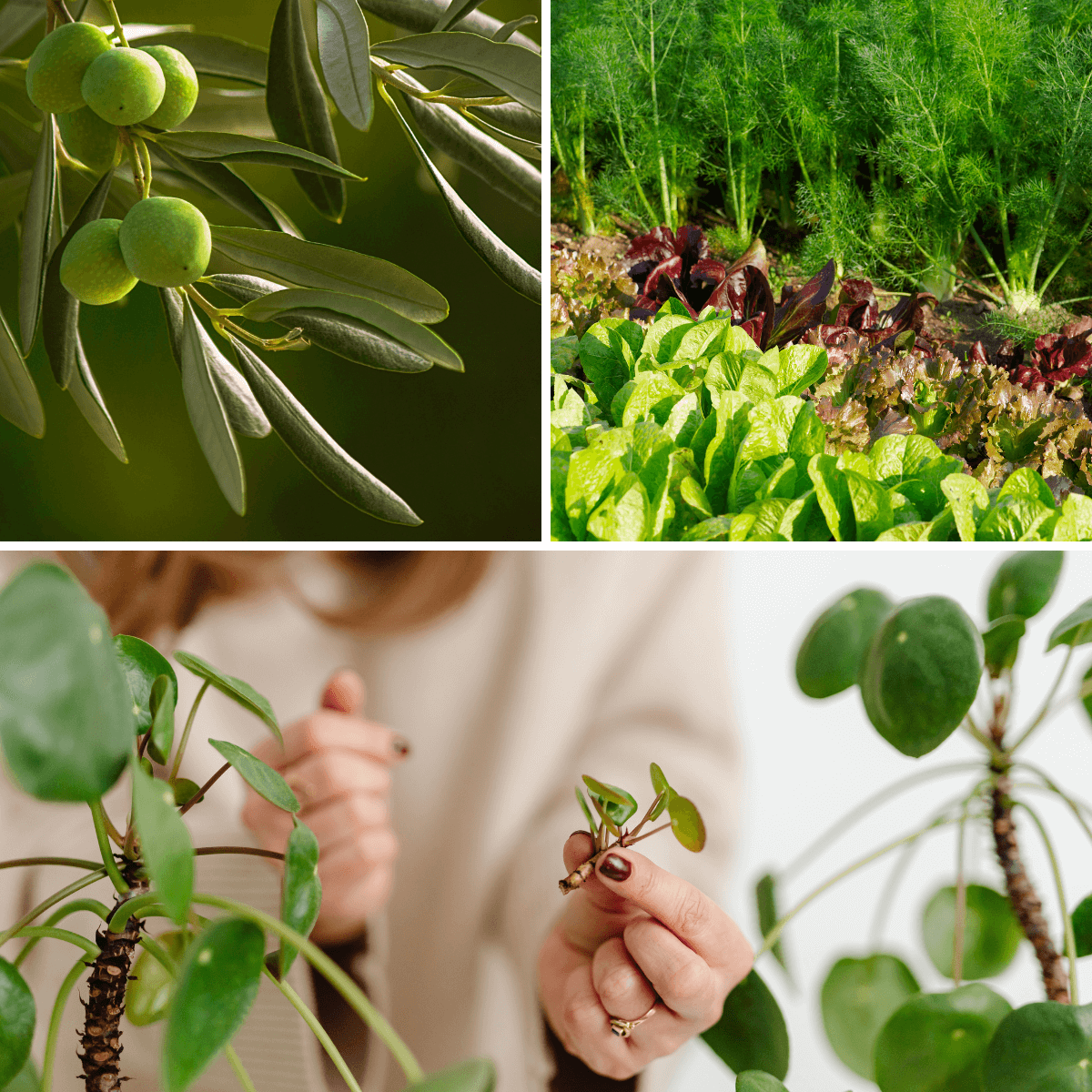 ProActt AA – Estimulador ecológico del crecimiento para plantas y cultivos. 25 gr