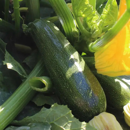 planta de calabacín black beauty cultivada en casa con kit grow me