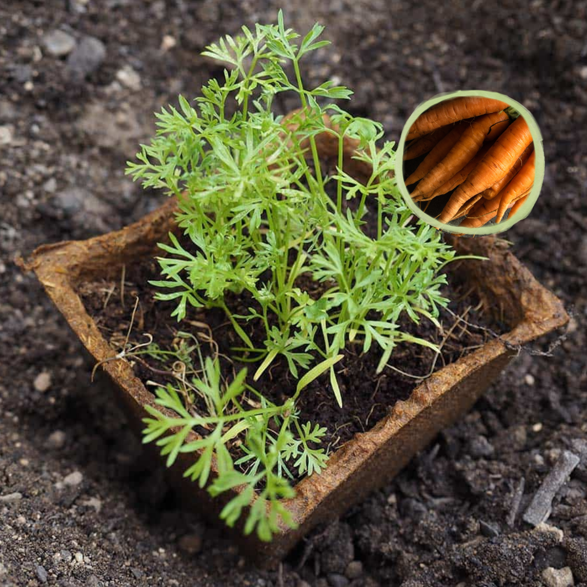 zanahorias Nantesa cultivadas en casa con kit grow me zanahoria