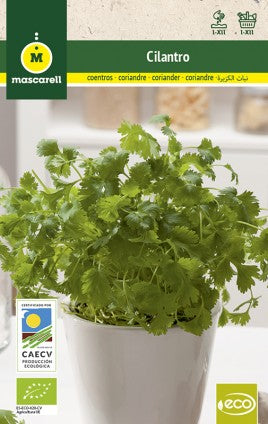 cilantro semillas