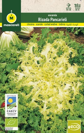 escarola rizada semillas