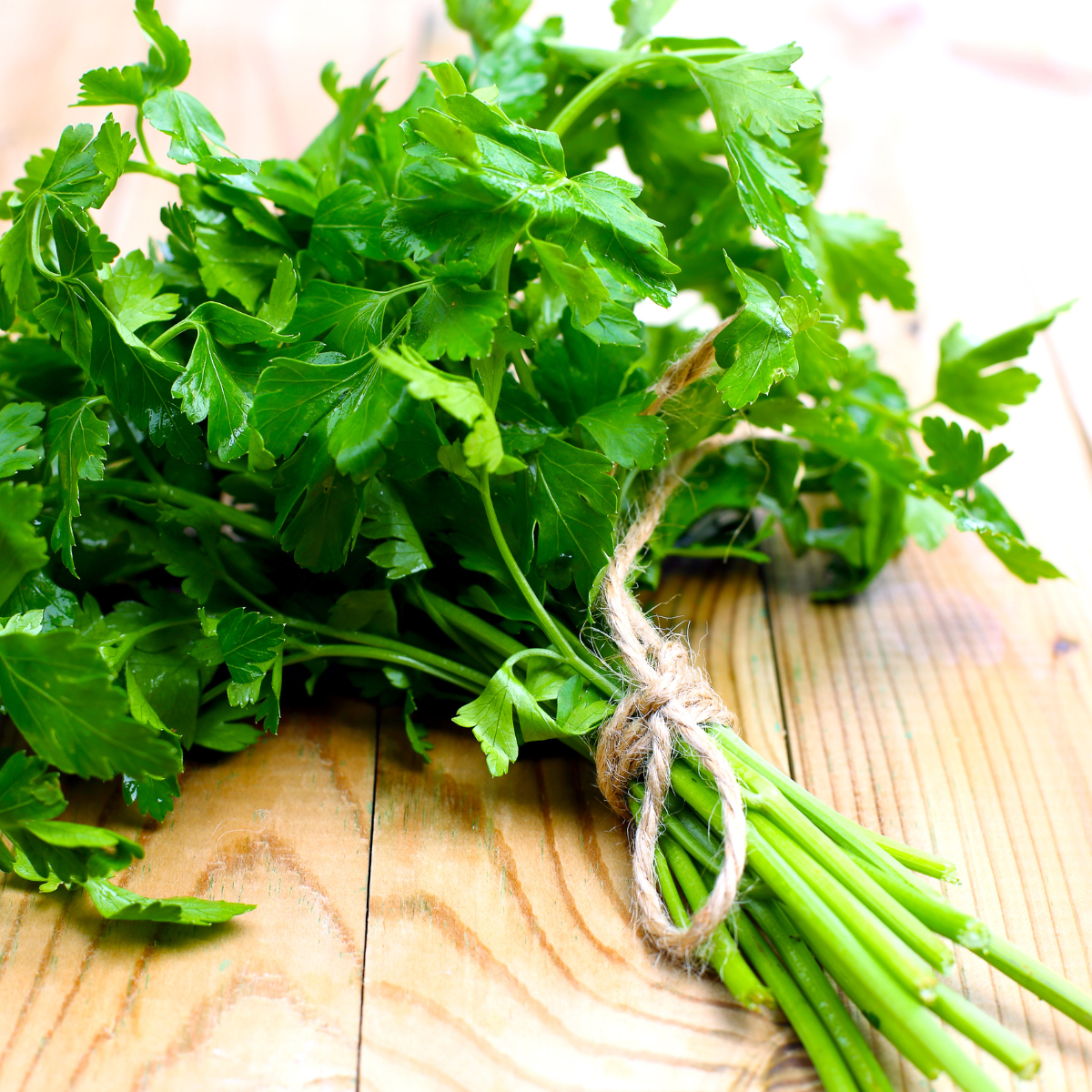 planta de perejil cultivada en casa con kit grow me perejil