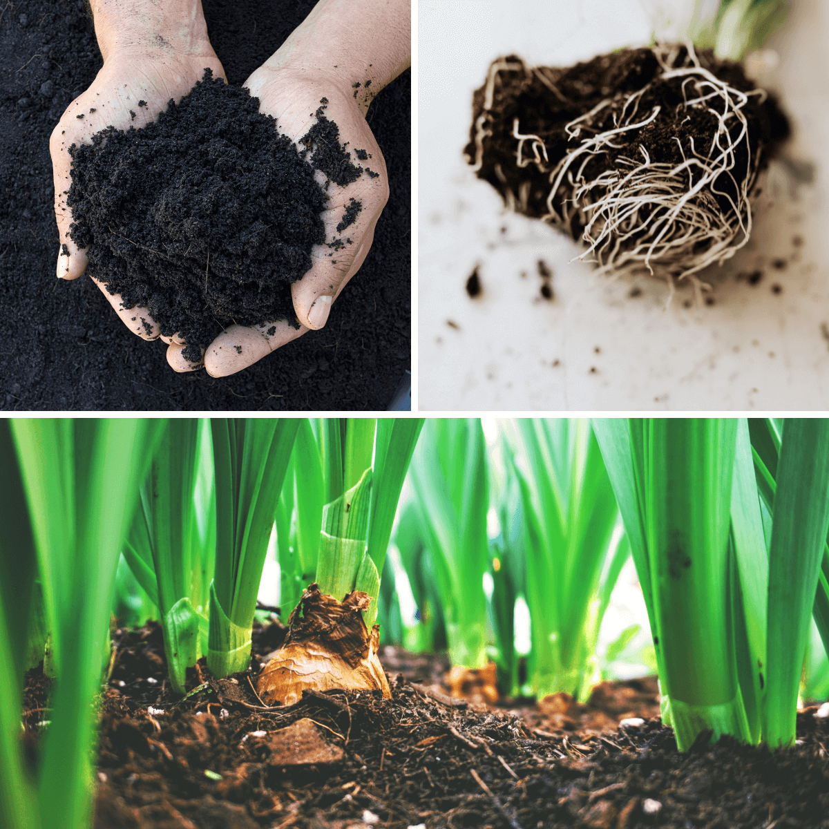 Mycoprot- Prot-eco - Micorrizas Ecológicas Regeneradoras 10 gr