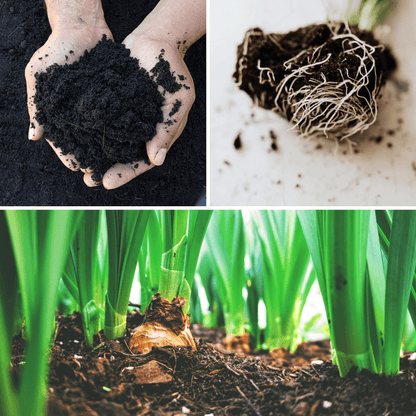 Mycoprot- Prot-eco - Micorrizas Ecológicas Regeneradoras 10 gr