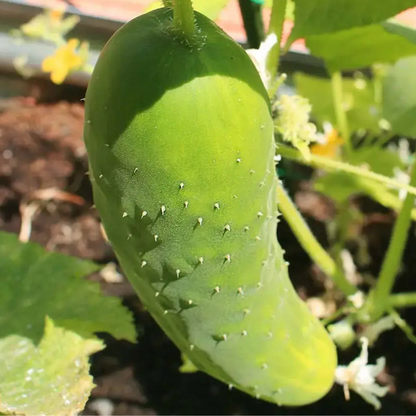 planta de pepino largo verde cultivada en casa con kit grow me