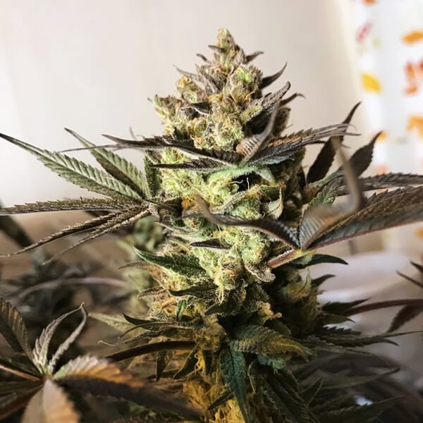 semillas CBD
