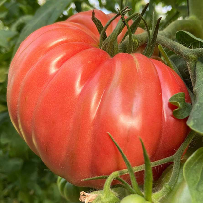 planta de tomate rosado cultivada en casa con kit grow me