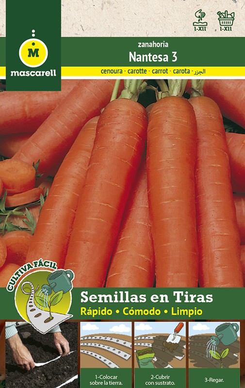 semillas zanahoria